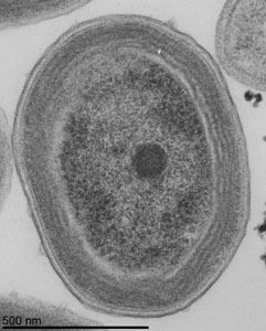 Prochlorococcus Home Prochlorococcus marinus subsp pastoris str CMP1986