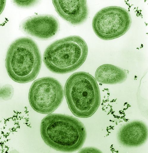 Prochlorococcus Discovering diversity one cell at a time DOE Joint Genome Institute