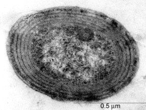 Prochlorococcus Prochlorococcus marinus 2012 MicrobeWiki