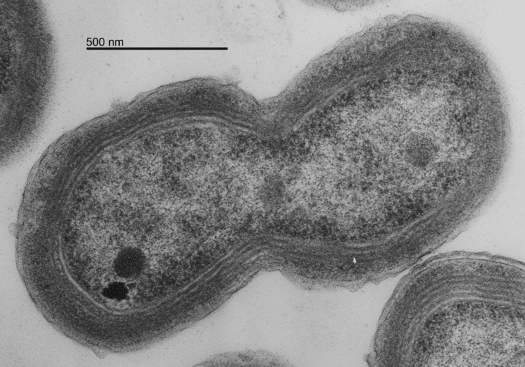 Prochlorococcus Prochlorococcus Portal