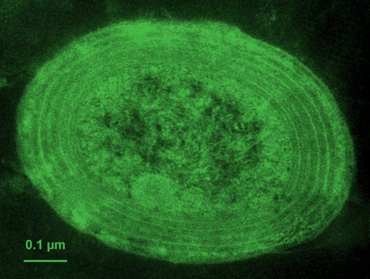 Prochlorococcus BIODIVERSITY PROJECT AUSTIN CHIANG diversity of lifeeubacteria