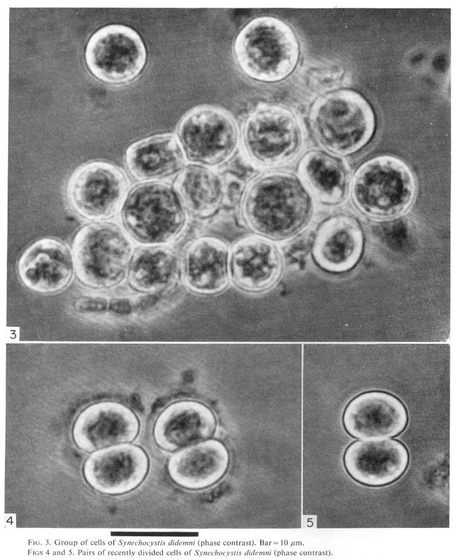 Prochloron Prochloron CyanoDBcz A database of cyanobacterial genera