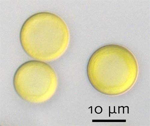 Prochloron Phycokey Prochloron images