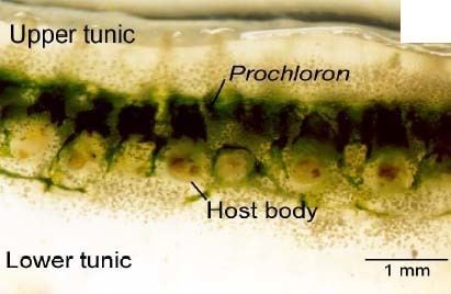 Prochloron Prochloron MicrobeWiki