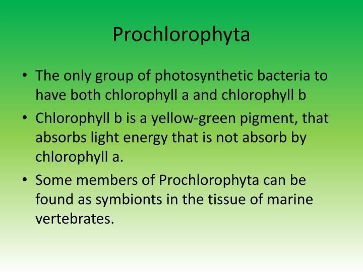 Prochlorophyta image1slideservecom2178986prochlorophytanjpg