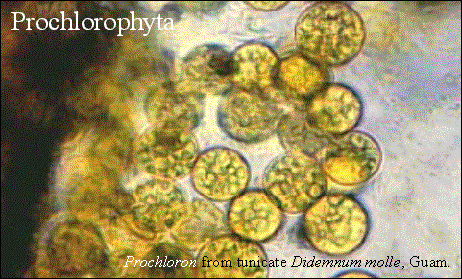 Prochlorophyta Eubacteria