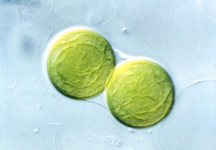 Prochlorophyta OXYPHOTOBACTERIAE