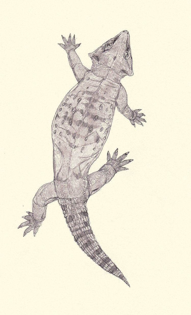 Procolophon Procolophon by Kahless28 on DeviantArt