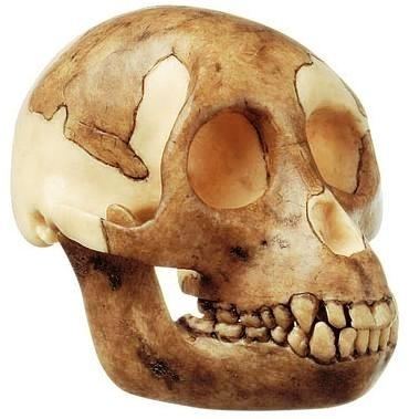 Proconsul africanus SOMSO Reconstruction of the Skull of Proconsul Africanus
