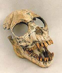 Proconsul africanus Proconsul africanus lived in East Africa during the Miocene era