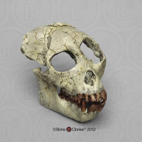 Proconsul africanus Proconsul africanus Skull Bone Clones Inc Osteological