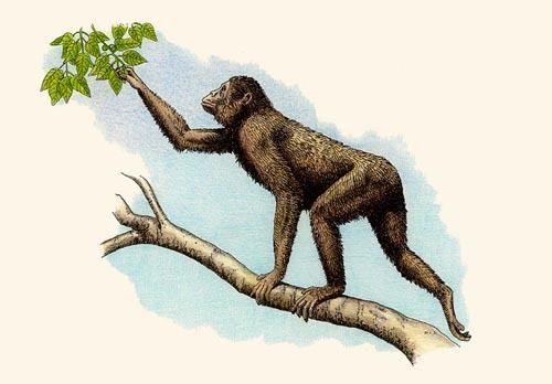 Proconsul (primate) Procnsul Se le considera un antropoide muy primitivo En su poca
