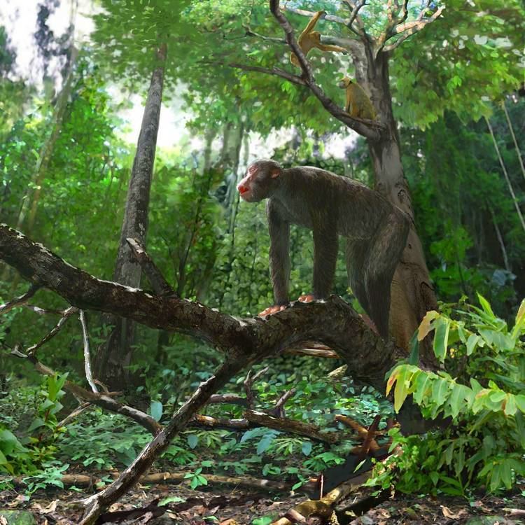 Proconsul (primate) Proconsul Dendropithecus New Research Sheds Light on Life of Early