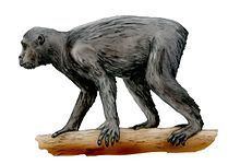 Proconsul (primate) httpsuploadwikimediaorgwikipediacommonsthu
