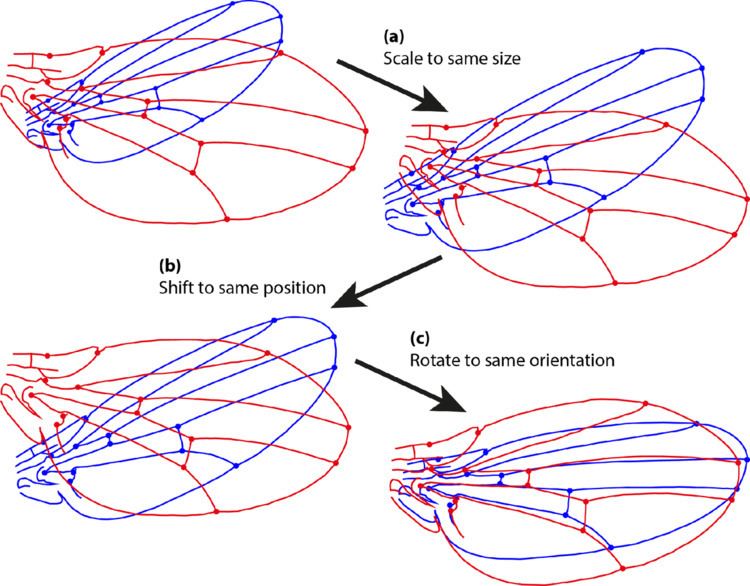 Procrustes analysis