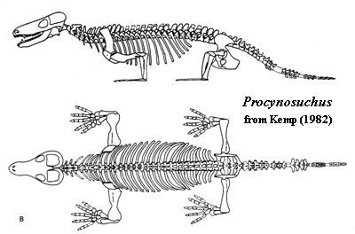 Procynosuchus Palaeos Vertebrates Cynodontia Basal Cynodonts Procynosuchidae