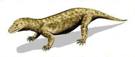 Procynosuchus Procynosuchus Wikiwand