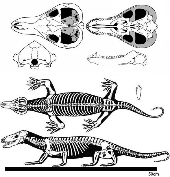 Procynosuchus procynosuchusjpg