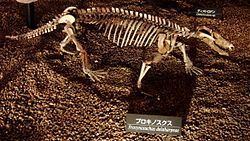 Procynosuchus Procynosuchus Wikipedia