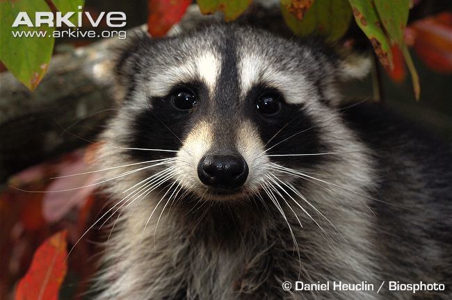 Procyon (genus) Northern raccoon videos photos and facts Procyon lotor ARKive
