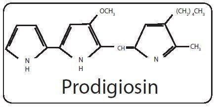Prodigiosin Microbes by Design Example 2 Serratia marcescens Answers in Genesis
