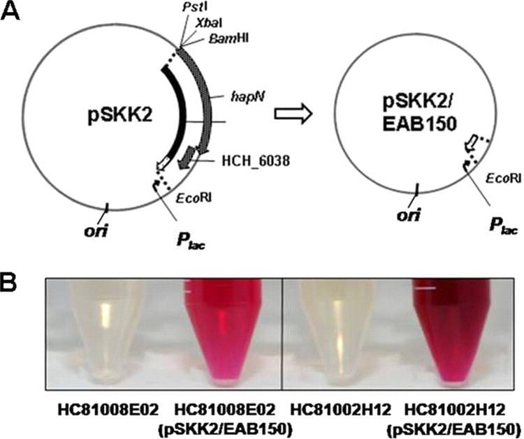 Prodigiosin GenomeWide Screening and Identification of Factors Affecting the