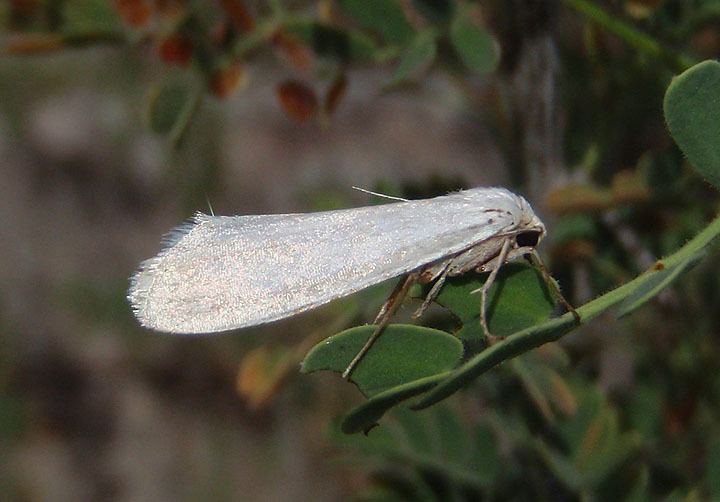 Prodoxidae 01970200 Prodoxidae Yucca Moth species photo Mark Brown photos