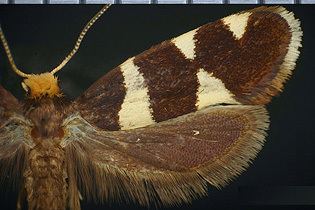Prodoxidae Prodoxidae images