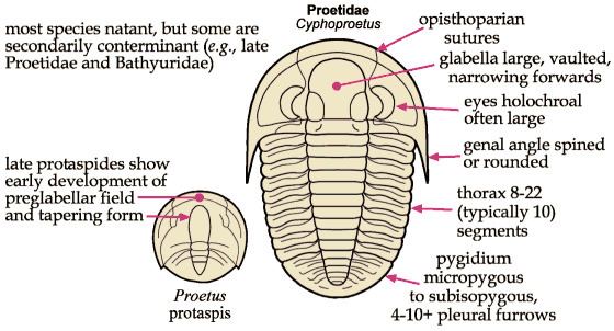Proetida Pictorial Guide to the Trilobite Order Proetida