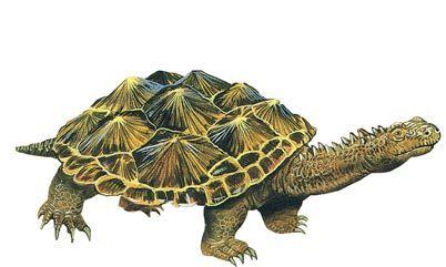 Proganochelys How the Tortoise Got its Shell