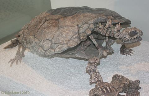 Proganochelys Proganochelys quenstedti