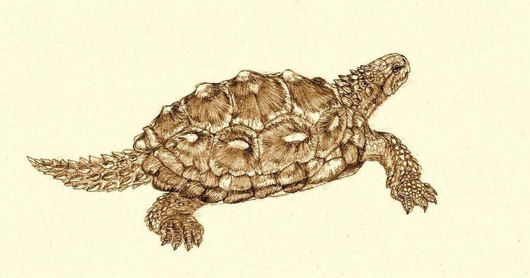 proganochelys coloring pages