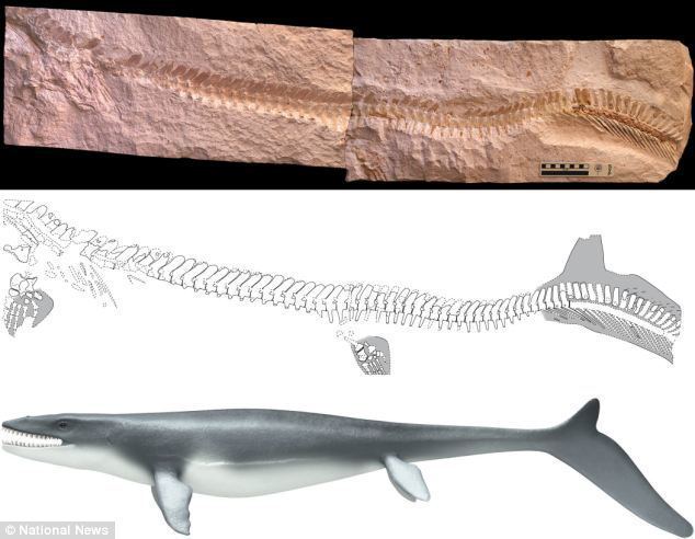 Prognathodon The TRex of the OCEAN Fossil reveals 85millionyearold