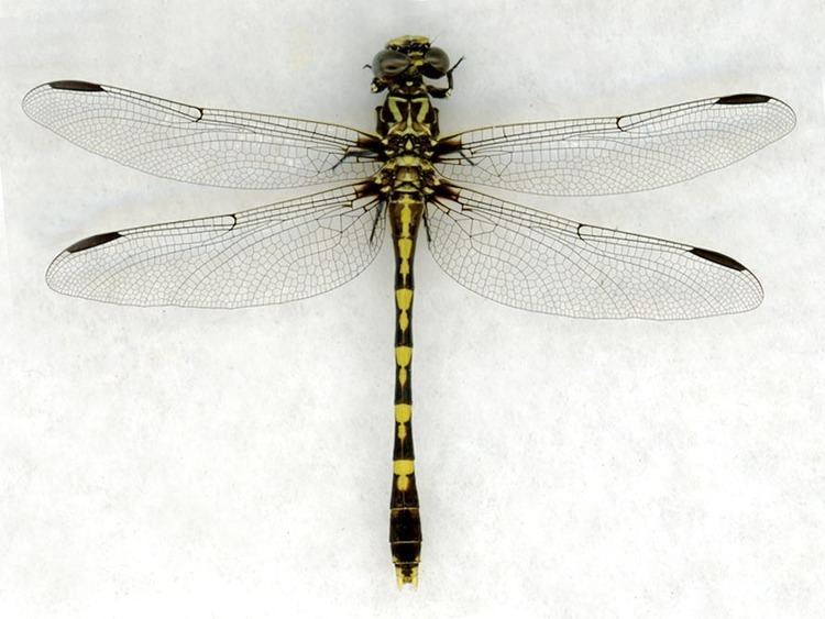 Progomphus obscurus Gomphidae Digital Dragonflies