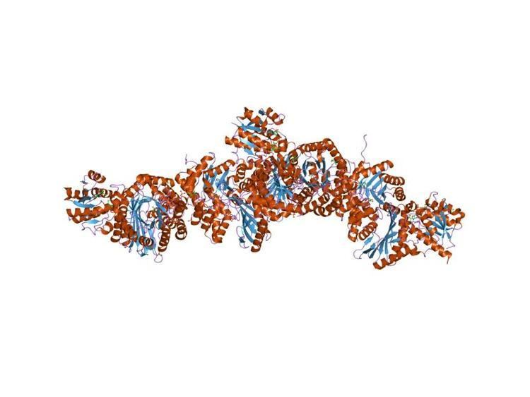 Prokaryotic acetaldehyde dehydrogenase dimerisation domain