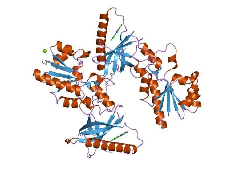 Prokaryotic riboflavin biosynthesis protein