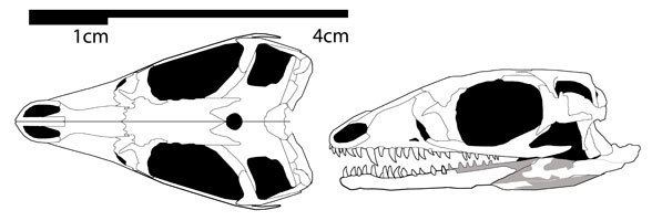Prolacerta Prolacerta Ozimek Czatkowiella Ixalerpeton and Malerisaurus