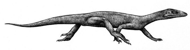Prolacerta Prolacerta broomi by Biarmosuchus on DeviantArt