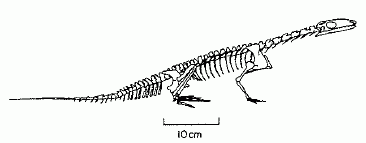 Prolacerta Palaeos Vertebrates Archosauromorpha Prolacertiformes
