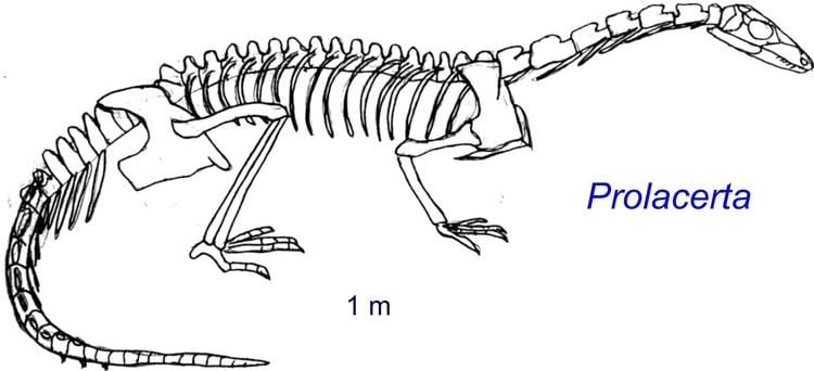 Prolacerta HONR219d On Beyond Dinosaurs Patterns and Enigmas in Vertebrate