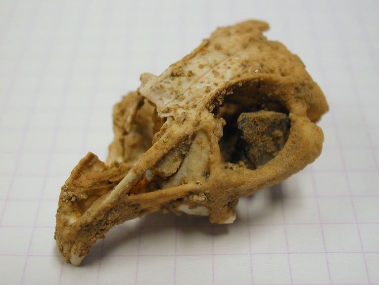 Prolagus FileSkull of Prolagus sardus Pleistocene Corsicajpg Wikimedia