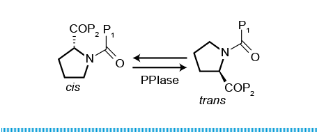 Prolyl isomerase wwwselciacomsitesdefaultfilesPPIasepng