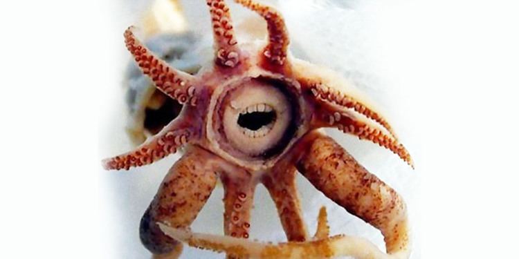 Promachoteuthis Sea Creatures 34 Rare Species You Have Never Seen Part 3