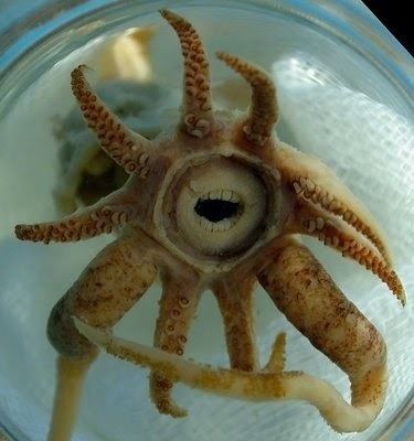 Promachoteuthis sulcus Promachoteuthis sulcus The squid with the human like teeth