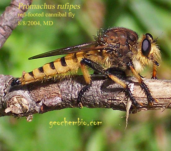Promachus (fly) Promachus rufipes redfooted cannibal fly taxonomy facts life