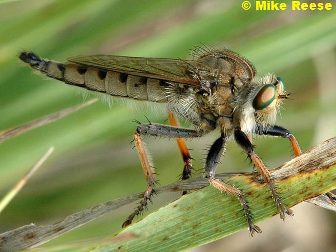 Promachus (fly) wwwhrrnacomRNAimagesRobber20FliesOther20R
