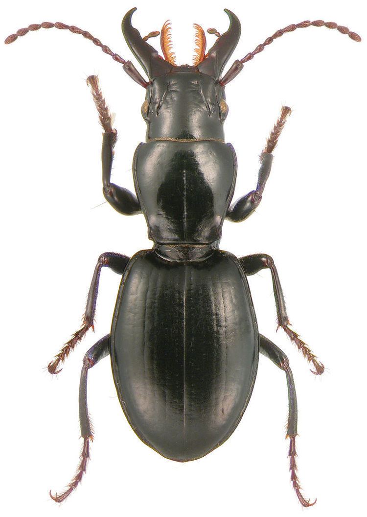 Promecognathinae