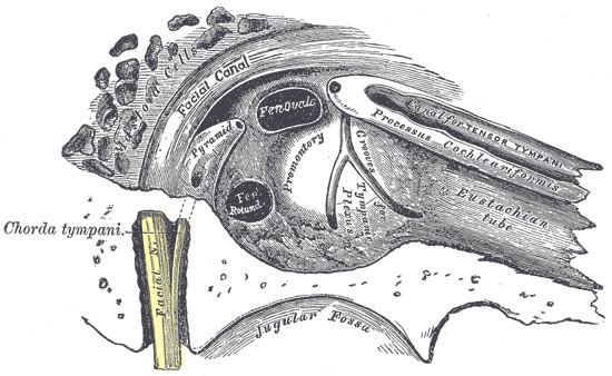 Promontory of tympanic cavity