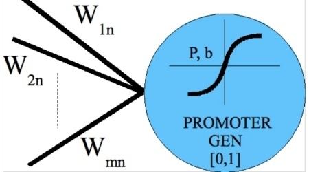 Promoter based genetic algorithm