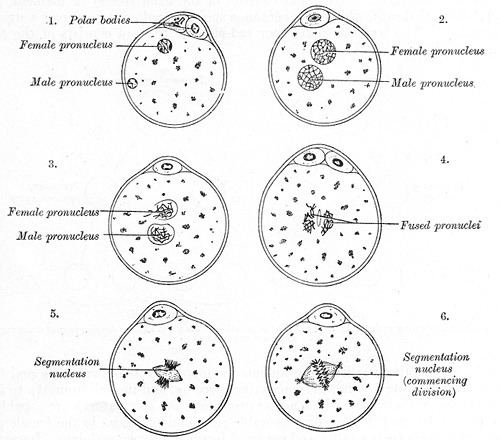 Pronucleus